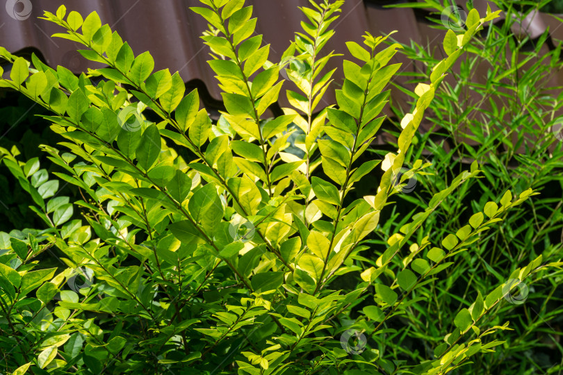 Скачать Красивая желтая листва на кусте Ligustrum Vicaryi с вечнозелеными растениями в декоративном саду. Избирательный подход. Концепция природы для дизайна фотосток Ozero