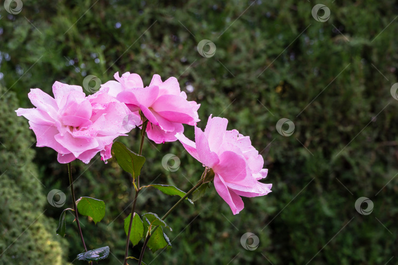 Скачать Три красивых розовых цветка королевы Елизаветы в естественном солнечном свете на фоне вечнозеленых растений. Цветочный фон природы, свободное место для текста. Романтичный мягкий нежный художественный образ фотосток Ozero