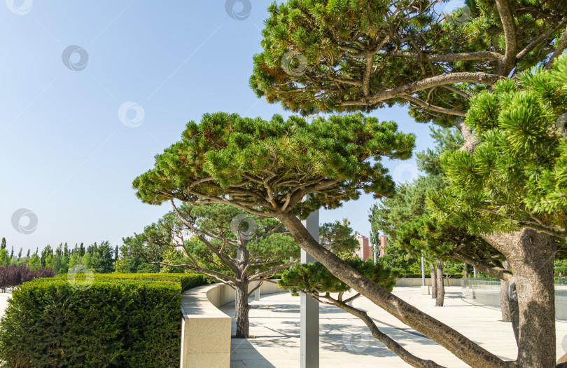 Скачать Красивая сосна бонсай (Pinus mugo или горная сосна) с пышной хвоей в общественном ландшафтном городском парке Краснодара или парке Галицкого солнечной осенью 2020 года фотосток Ozero