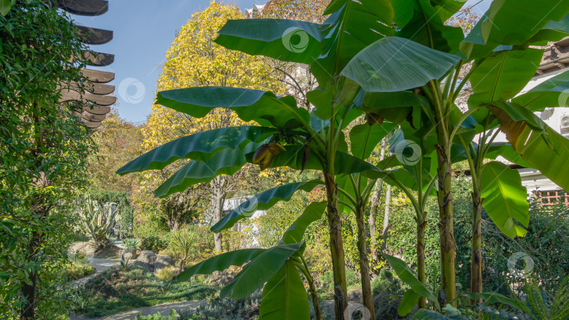 Скачать Зеленые плоды банана висят красивым цветком на банановом дереве (Муса). Банановое растение растет в парке возле Зимнего театра Сочи. фотосток Ozero