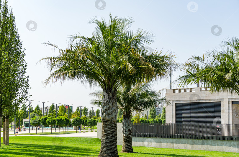 Скачать Jubaea chilensis или Jubaea spectabilis "Чилийская винная пальма" или "кокосовая пальма Чили" в городском общественном ландшафте "Парк Галицкого" для отдыха и прогулок. Краснодар, Россия - 17 сентября 2020 г. фотосток Ozero