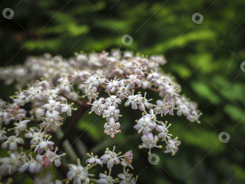 Скачать Изумительное цветение черного самбука Black Lace. Макрос нежного розового соцветия на темно-зеленом фоне сада. фотосток Ozero
