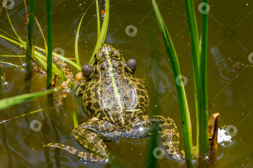 Скачать Размножающийся самец лягушки Рана Ридибунда (Pelophylax ridibundus) поет голосовыми мешочками по обе стороны рта в садовом пруду. Лягушка Рана ридибунда крупным планом в естественной среде обитания. фотосток Ozero