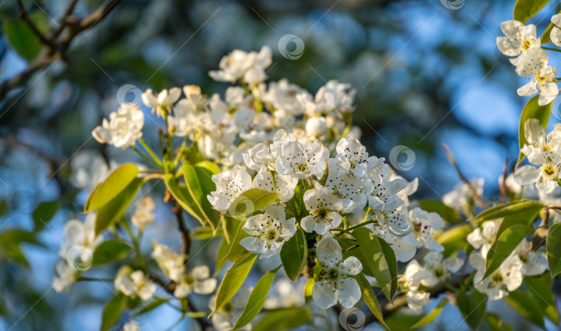 Скачать Сезон цветения вишни. Белые цветы в весеннем саду. Цветы вишни крупным планом в солнечный день. Выборочный фокус. Свежие обои, концепция фона природы фотосток Ozero
