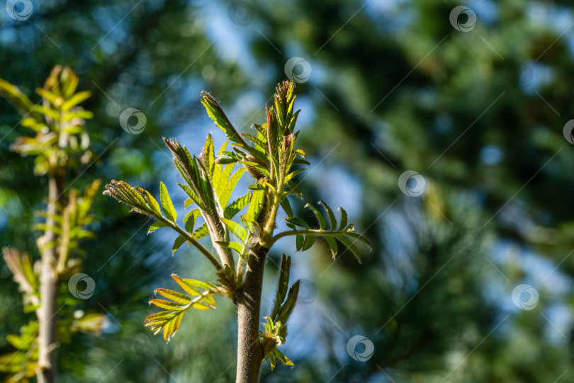 Скачать Дерево Rhus typhina (сумах рогатый, Anacardiaceae). Крупный план молодых зеленых пушистых листьев на красивом разноцветном фоне боке. Свежая концепция природы на обоях. Место для вашего текста фотосток Ozero