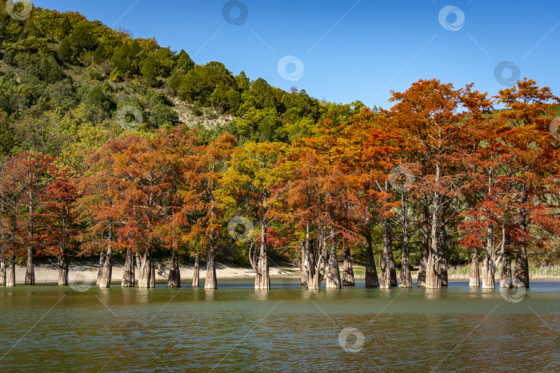 Скачать Великолепная осенняя красно-оранжевая хвоя группы кипарисов Taxodium distichum на озере Сукко недалеко от города Анапа. Раз в год озеро становится волшебным. фотосток Ozero