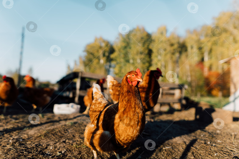 Скачать Рыжие куры пасутся на органической ферме свободного выгула фотосток Ozero