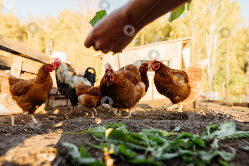 Скачать Рыжие цыплята едят свежие листья из рук фермера в курятнике фотосток Ozero