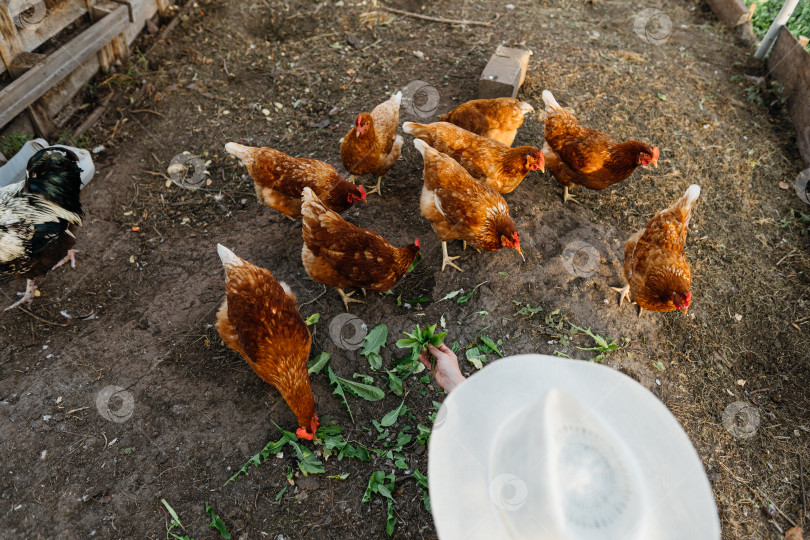Скачать Рыжие цыплята едят свежие листья из рук фермера в курятнике фотосток Ozero