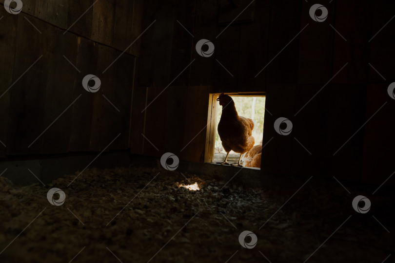 Скачать Рыжая курица входит в ухоженный курятник на сельской ферме. фотосток Ozero