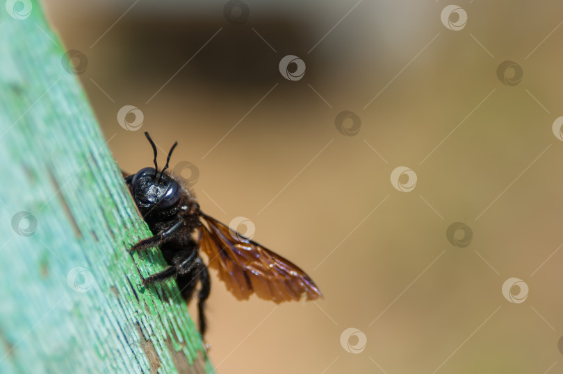 Скачать Черная муха, сидящая на краю поверхности фотосток Ozero