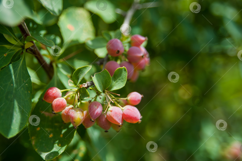 Скачать Род Барбарис относится к семейству барбарисовых (Berberidaceae) порядка фотосток Ozero