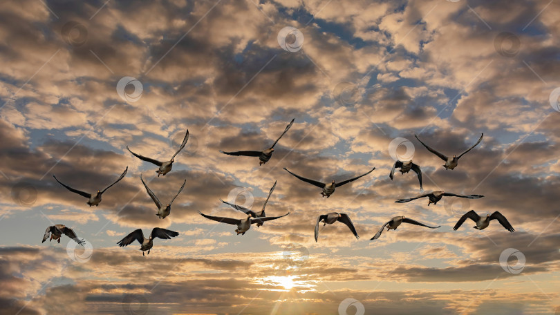 Скачать Стая летящих диких гусей фотосток Ozero