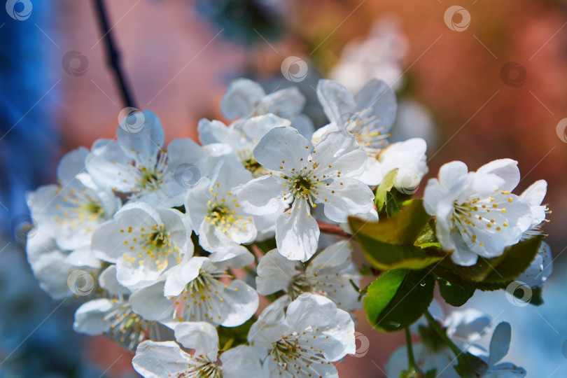 Скачать Ветка цветущего дерева в саду или лесу. фотосток Ozero