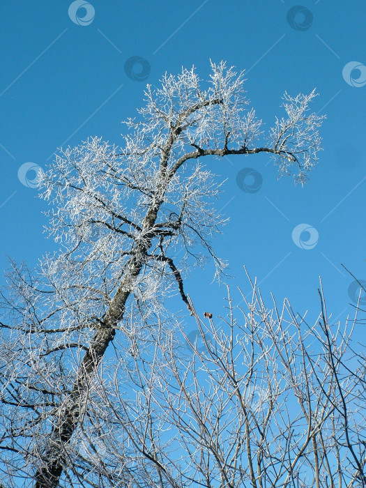 Скачать Ветка дерева зимой фотосток Ozero