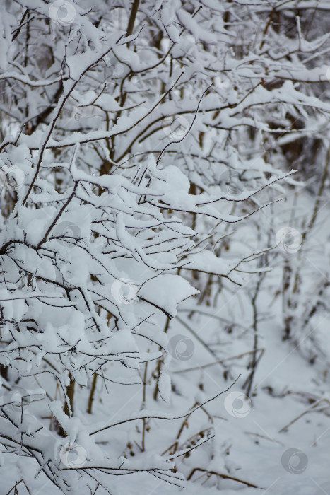 Скачать Ветка дерева зимой, покрытая свежим белым снегом фотосток Ozero