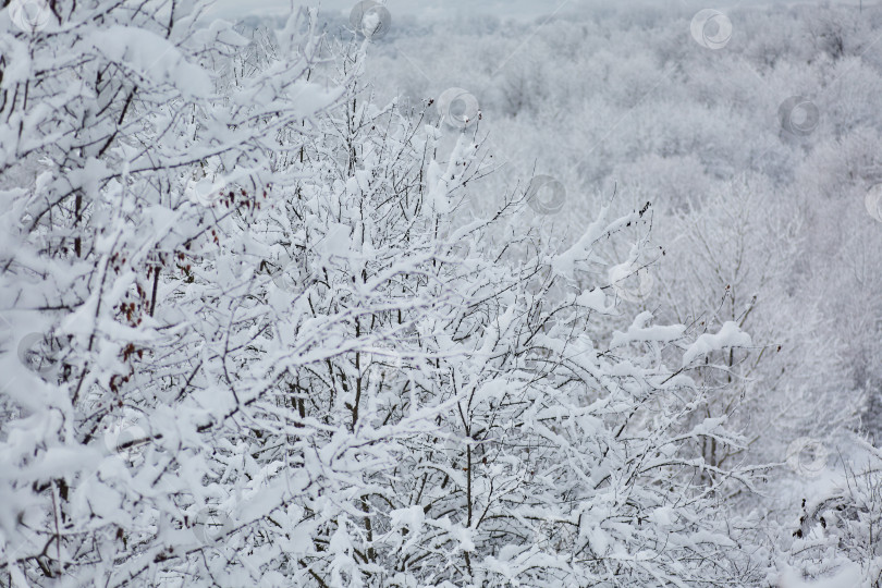 Скачать Ветка дерева зимой, покрытая свежим белым снегом фотосток Ozero