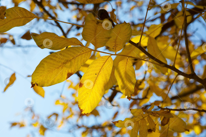 Скачать Ветка с желтыми листьями. Осенний пейзаж. Красота октября или ноября. фотосток Ozero