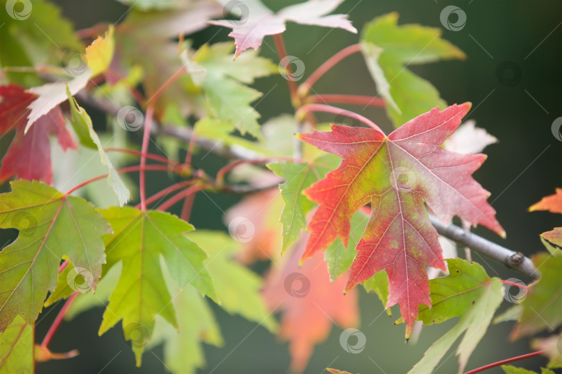 Скачать Ярко-красные и зеленые осенние кленовые листья на зеленом фоне парка или леса. фотосток Ozero