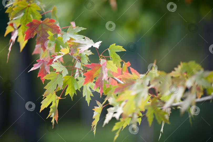 Скачать Ярко-красные и зеленые осенние кленовые листья на зеленом фоне парка или леса. фотосток Ozero