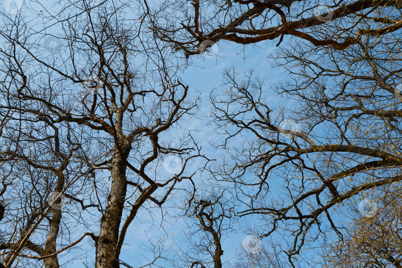 Скачать Голые осенние деревья. Ноябрь. Голубое небо. фотосток Ozero