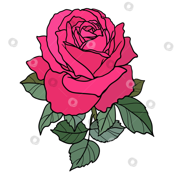 Скачать Векторный цветок розы фотосток Ozero