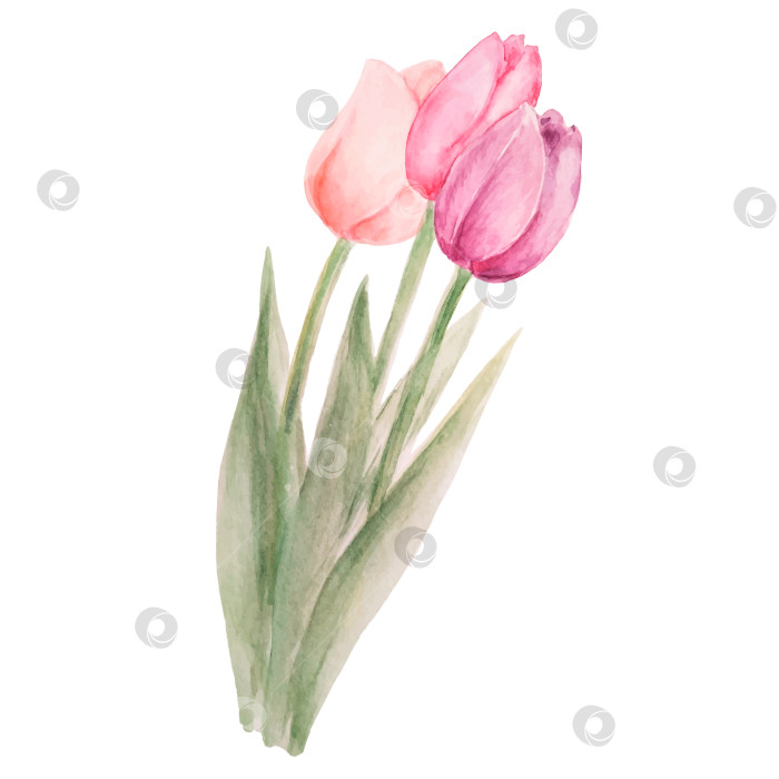 Скачать Акварельный красочный букет тюльпанов фотосток Ozero
