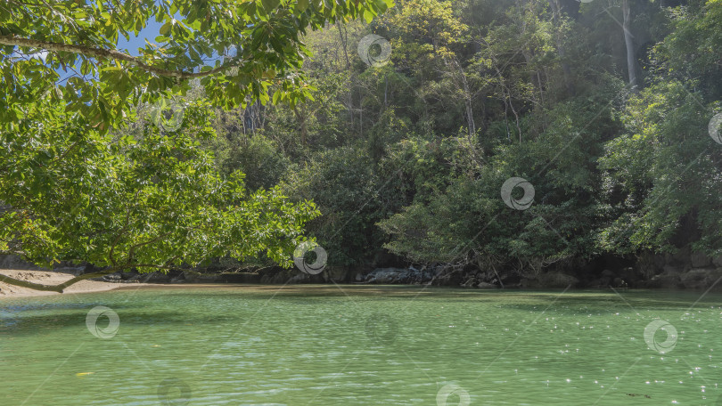 Скачать Спокойная тропическая река. Заросли деревьев на берегу. фотосток Ozero