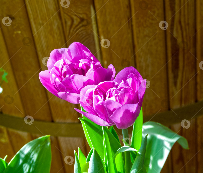 Скачать Пурпурно-красные тюльпаны. фотосток Ozero