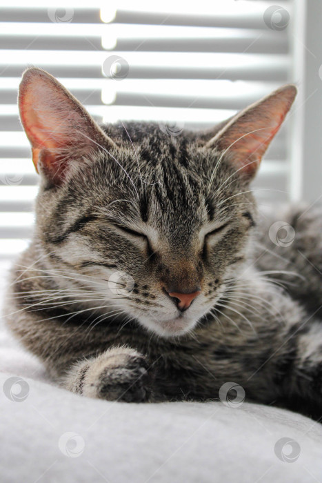 Скачать Спящая кошка на окне фотосток Ozero