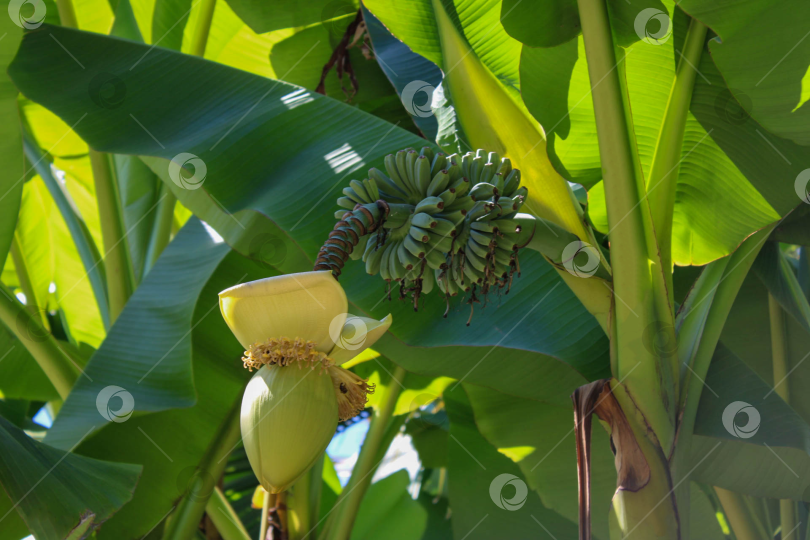 Скачать Созревающие бананы на фоне сочной листвы фотосток Ozero