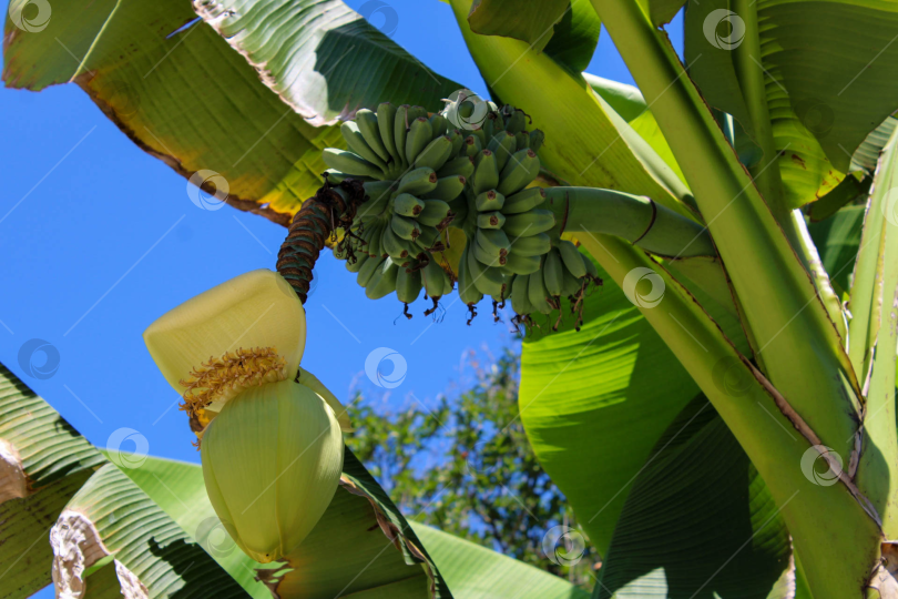 Скачать Банановая пальма с созревающими плодами и цветком фотосток Ozero