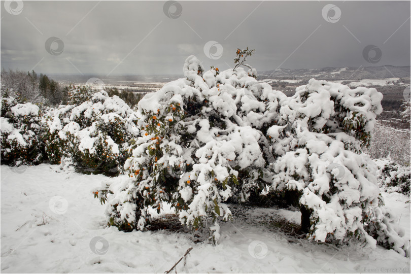 Скачать Деревья в снегу. фотосток Ozero