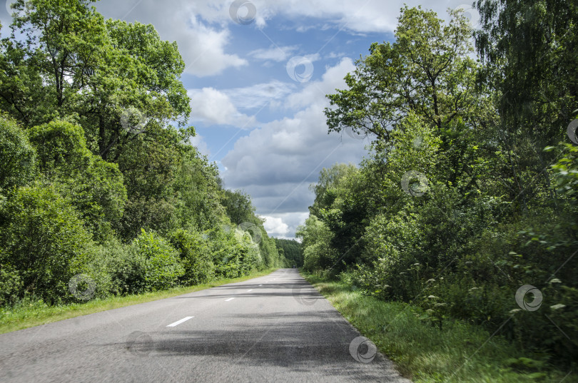 Скачать Проселочная дорога посреди леса с зелеными деревьями летом фотосток Ozero