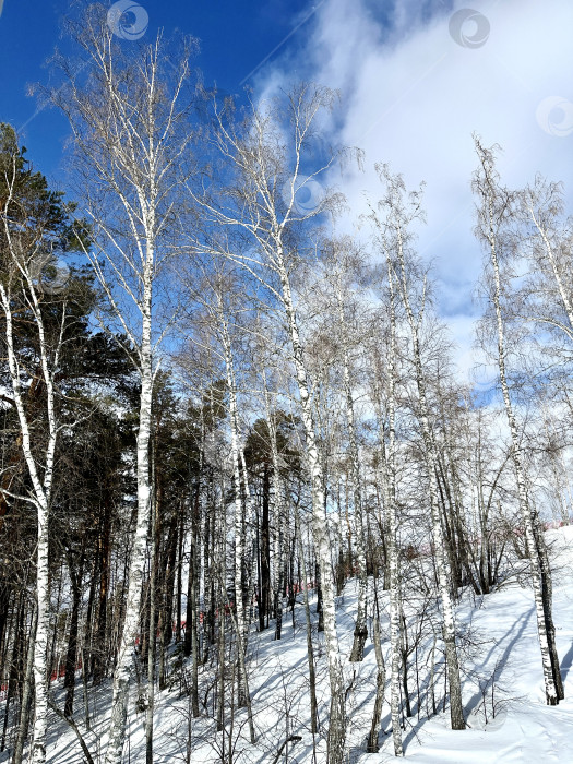 Скачать Зимние каникулы фотосток Ozero