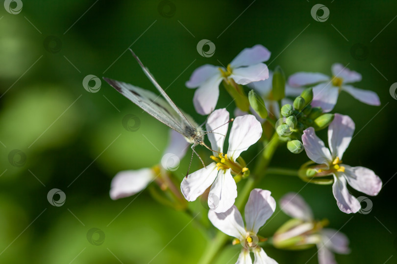 Скачать Белая бабочка с черными прожилками на цветке собирает пыльцу фотосток Ozero