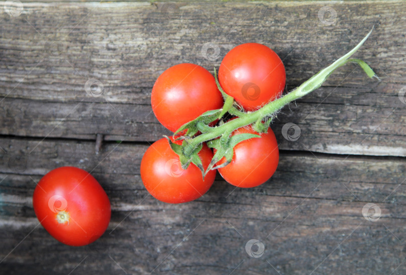Скачать Ветка красных томатов черри на темном деревянном фоне крупно сверху. Сезонный свежий овощ фотосток Ozero