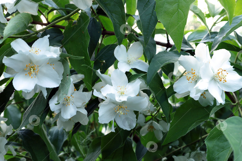 Скачать ветка цветущего ложного апельсина (лат.Philadelphus) при ярком дневном свете фотосток Ozero