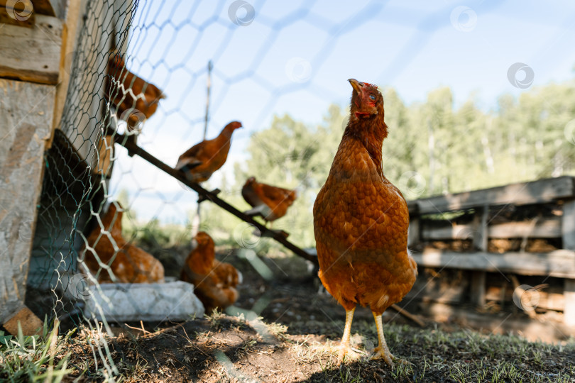 Скачать Одна курица позирует перед курятником на натуральной ферме. фотосток Ozero