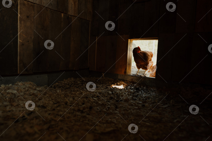 Скачать Красная курица стоит в дверях курятника, органическое земледелие фотосток Ozero