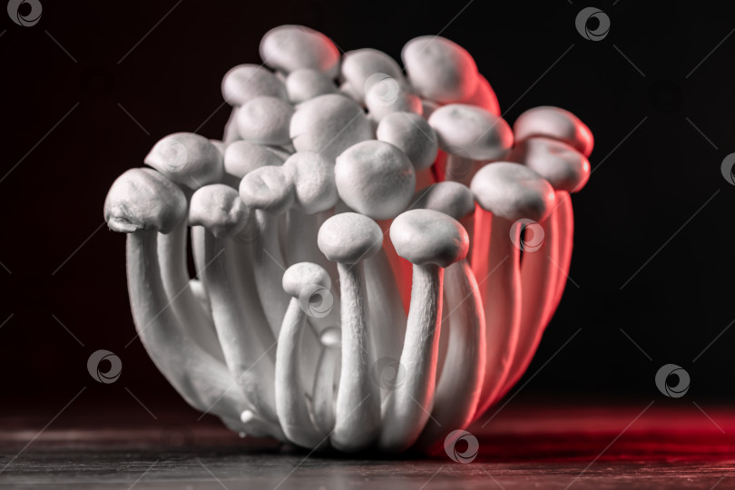 Скачать Крупным планом пучок грибов симеджи на темном фоне, с выборочным фокусом фотосток Ozero