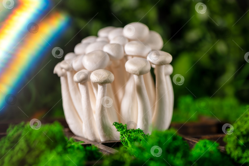 Скачать Крупным планом пучок грибов симеджи, окруженный зеленым мхом фотосток Ozero