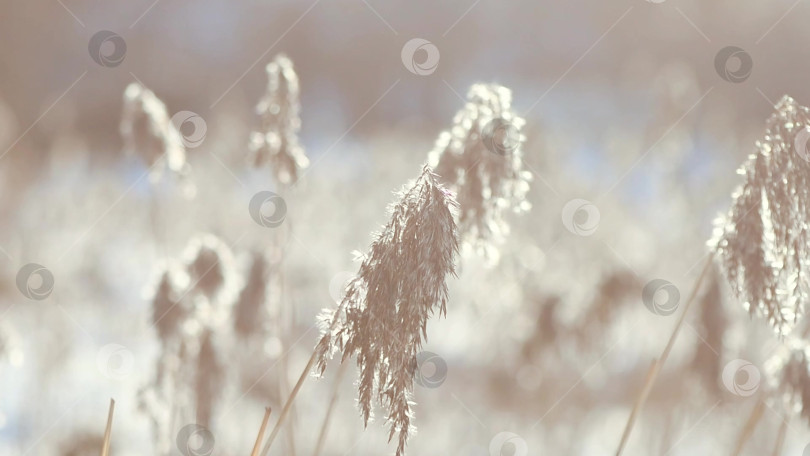 Скачать сухие колосья тростника на снегу у озера зимой. естественный фон, зимняя природа, замедленная съемка фотосток Ozero