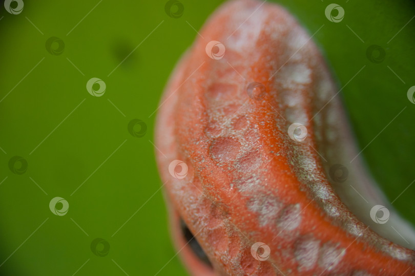 Скачать каменный крючок при макросъемке, фоновое текстурное изображение фотосток Ozero