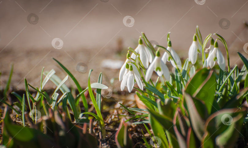 Скачать Весенний подснежник распускается весной на голой почве фотосток Ozero