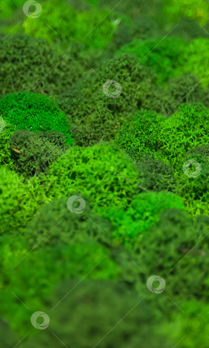Скачать Абстрактная зеленая растительность, фоновое изображение фотосток Ozero