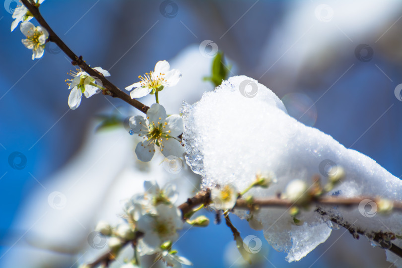 Скачать Весенние заморозки, цветущие абрикосовые деревья, яблони под снегом. фотосток Ozero