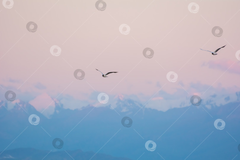 Скачать Пернатые обитатели озера Иссык-Куль, дикие утки, чайки. фотосток Ozero