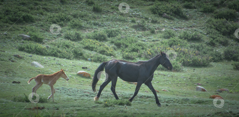 Скачать Лошадь и жеребенок пасутся на горном пастбище фотосток Ozero