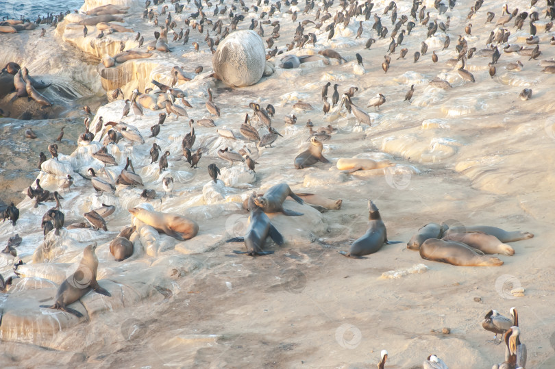 Скачать дикая природа побережья с тюленями и пеликанами фотосток Ozero
